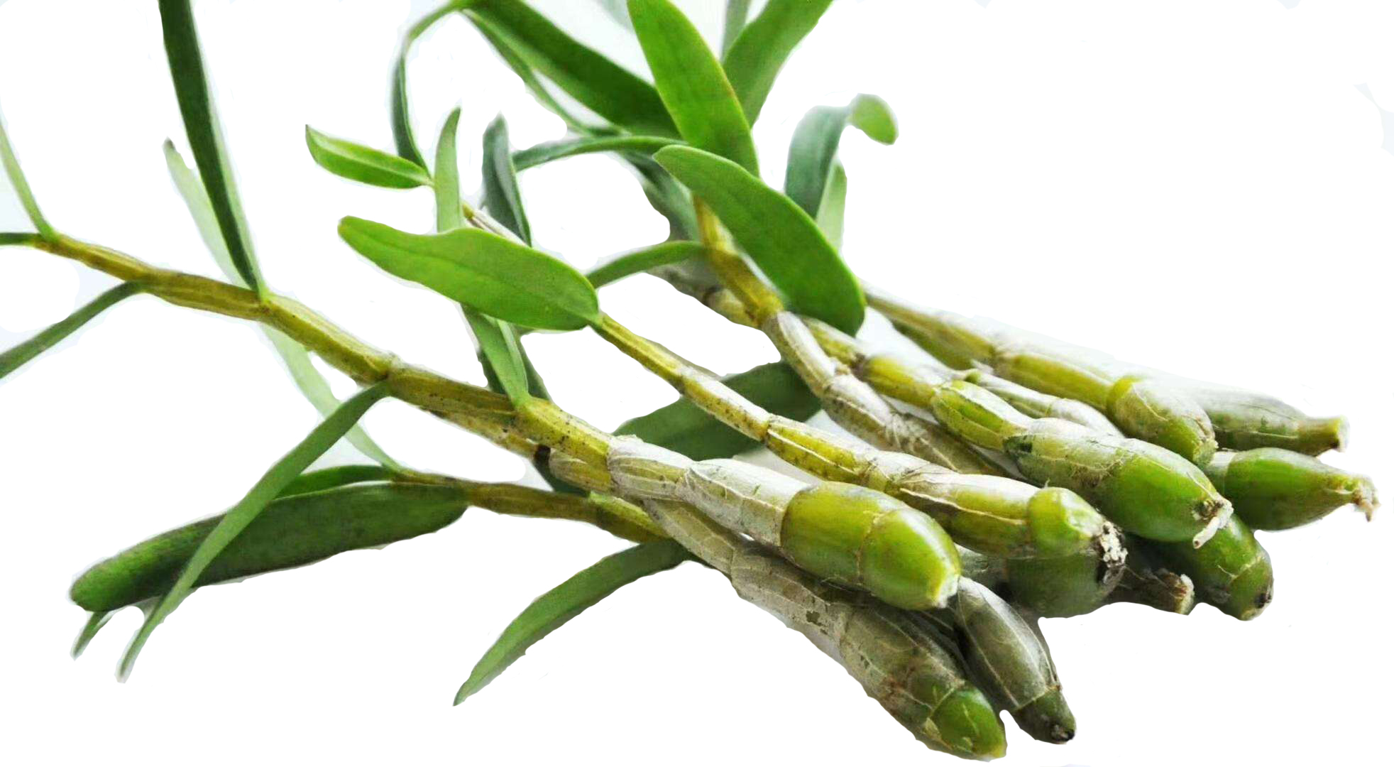 斛泰-坚持自产自销霍山米斛,石斛,石斛花供应商